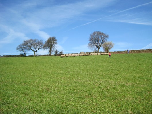Trying to get the sheep bunched up in a corner of the field.