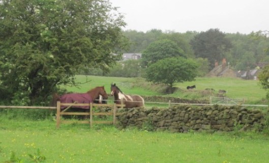 Some of the horses along the Dimple