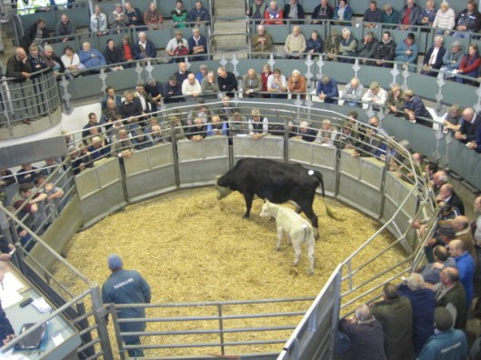 The cattle market