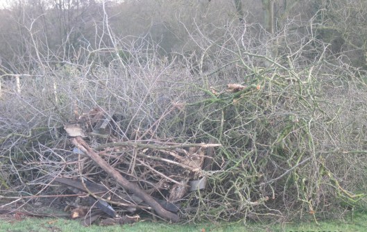 IMG_6146.JPG pile of slashings