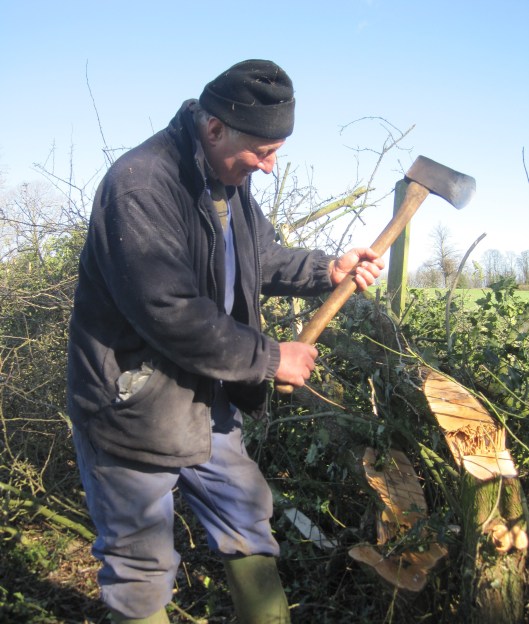 Gordon using an axe to pleach
