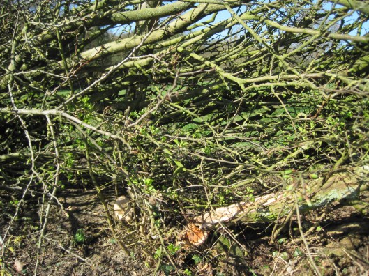 New growth on the pleached hedge.