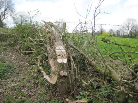 end view of a cut tree.