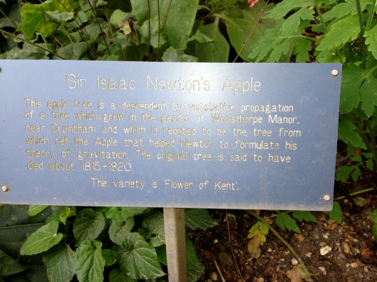 Speaking of apples, here's the offshoot of the source of Sir Isaac Newton's. . . .