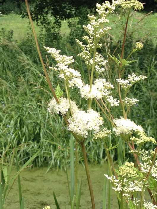 Meadowsweet