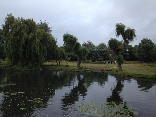 Trees along the River Cam in Cambridge