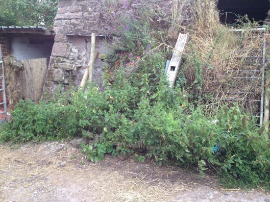 IMG_7451farmyard pre nettles