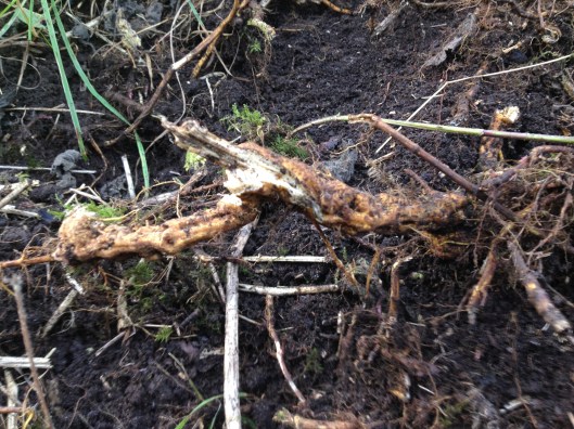 IMG_7506 nettle root