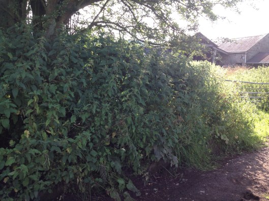IMG_7509 nettles on the lane