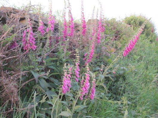 Foxgloves