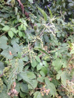 IMG_7921 a nettle