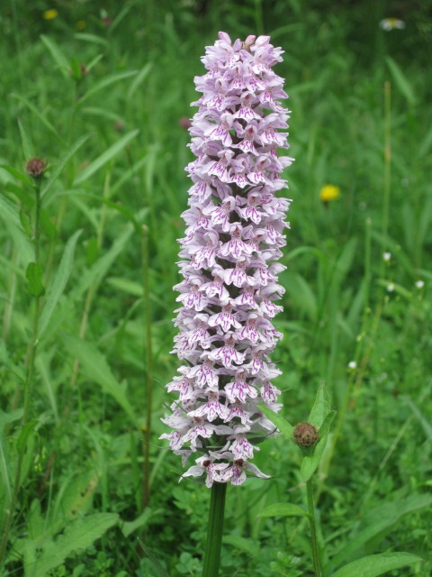 A wild orchid--increasingly rare.