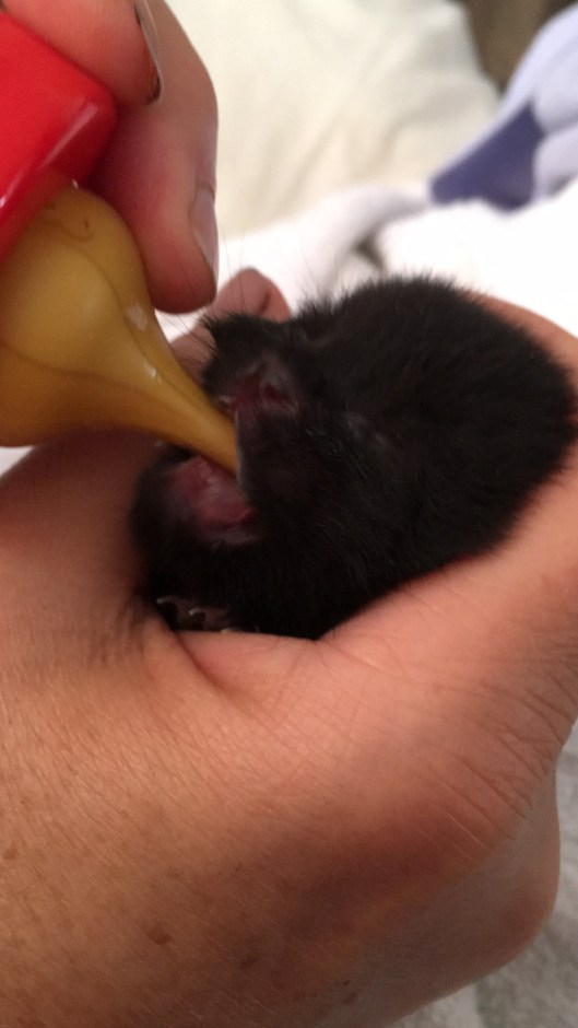 Why are you shoving this horrible thing into my mouth?