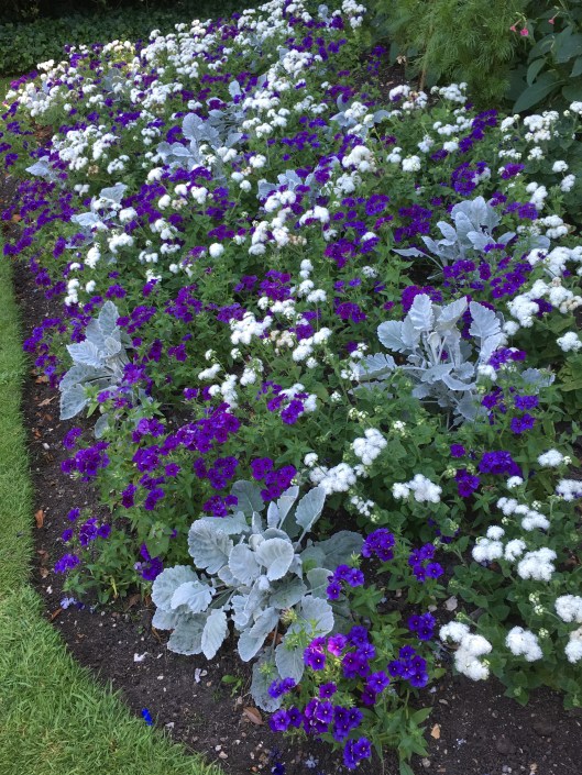 Flowers in the Clare gardens