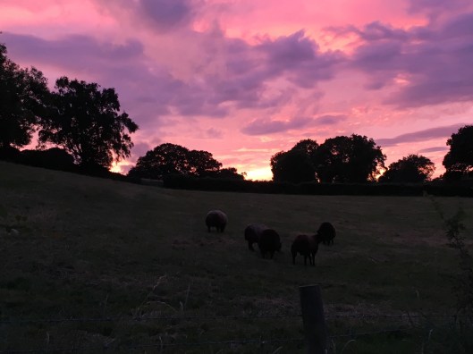 Sunset over the fields.